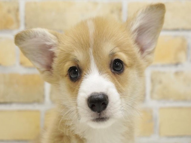 広島県のウェルシュコーギーペンブローク (ペッツワン広島LECT店/2024年5月27日生まれ/男の子/レッドホワイト)の子犬